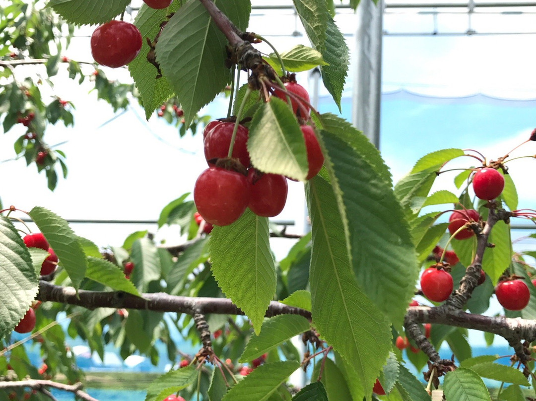 Yokoyama Fruit Farm-网走市必去景点