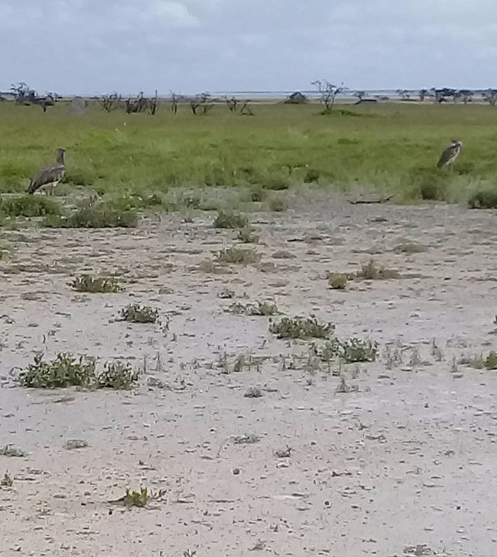 Oshikoto Tourist Transfer cc-楚梅布必去景点