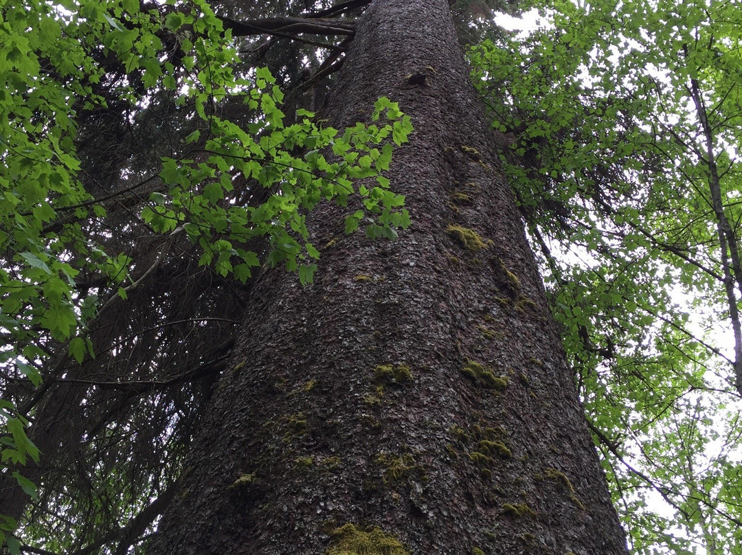 Giant Spruce Park-Kitimat必去景点