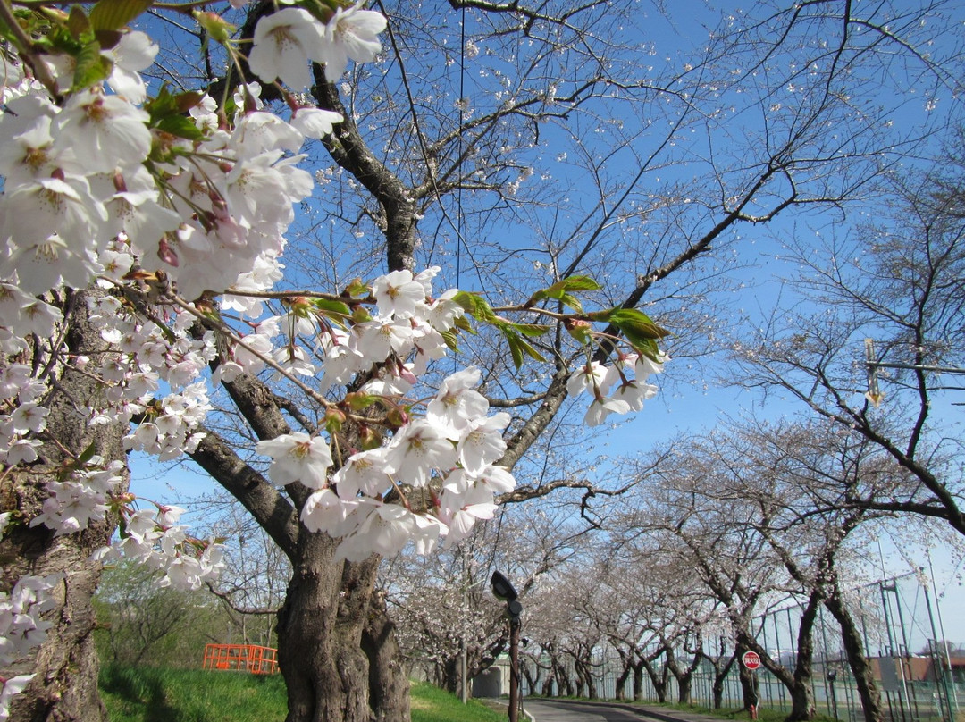 Ono River Cherry Blossom Avenue-北斗市必去景点