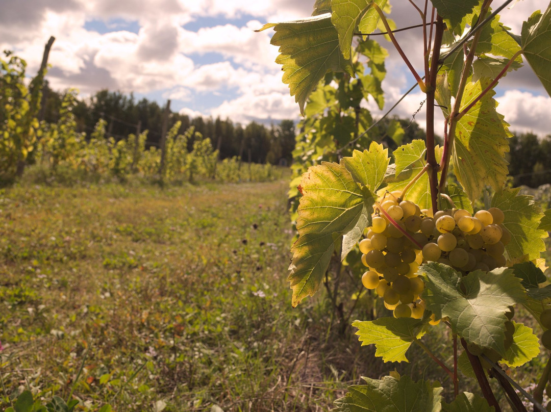 Domaine Latitude 46 Estate Winery景点图片