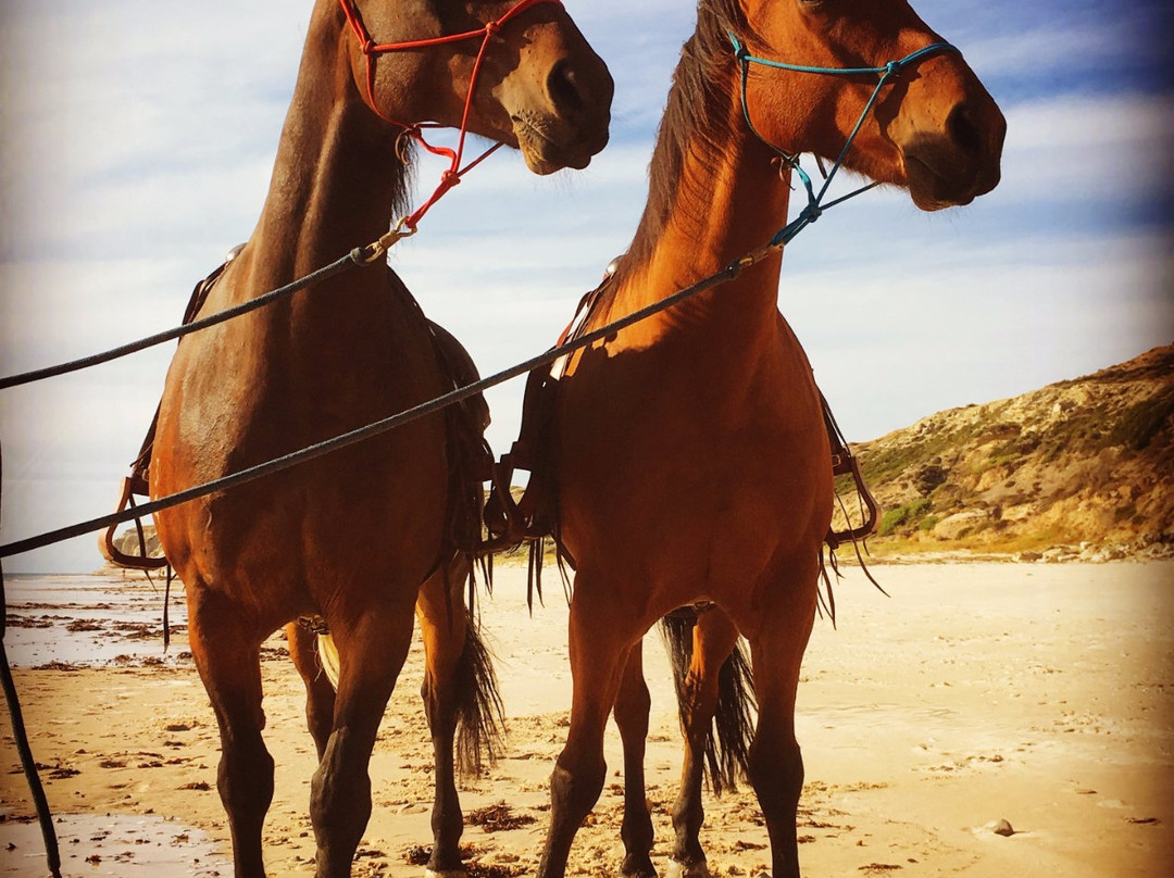 Port Willunga Beach Rides景点图片