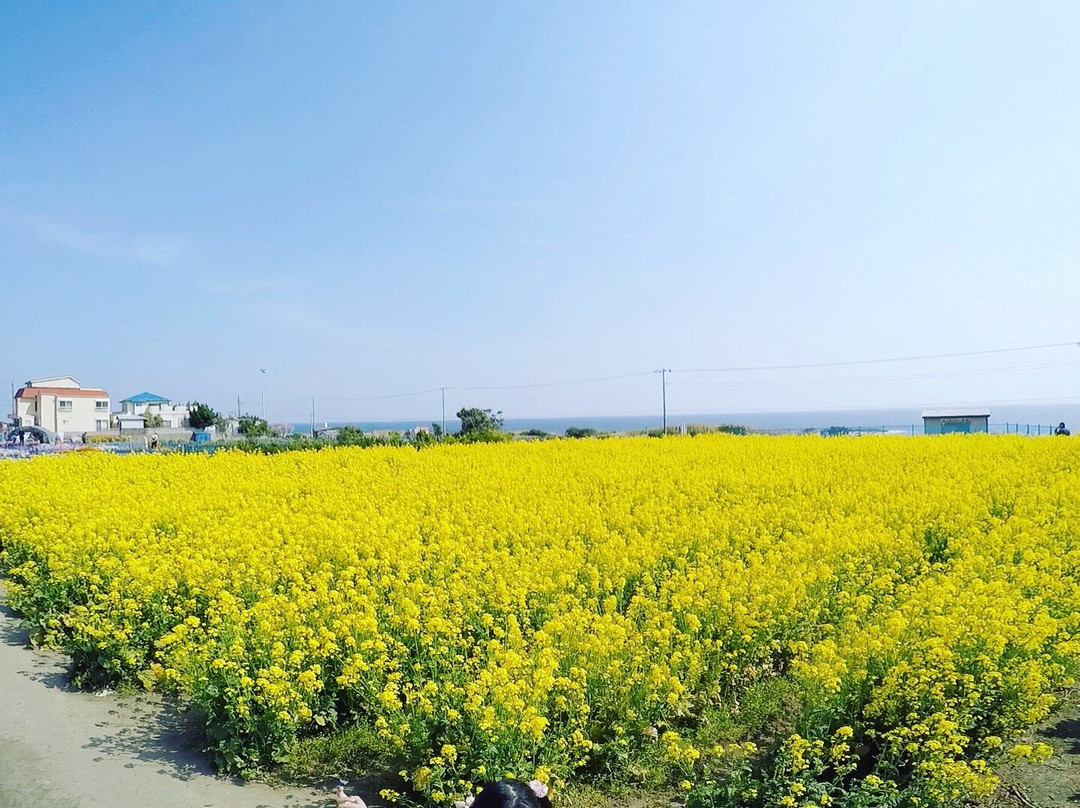 Flower Fields of Chikura-cho-南房总市必去景点