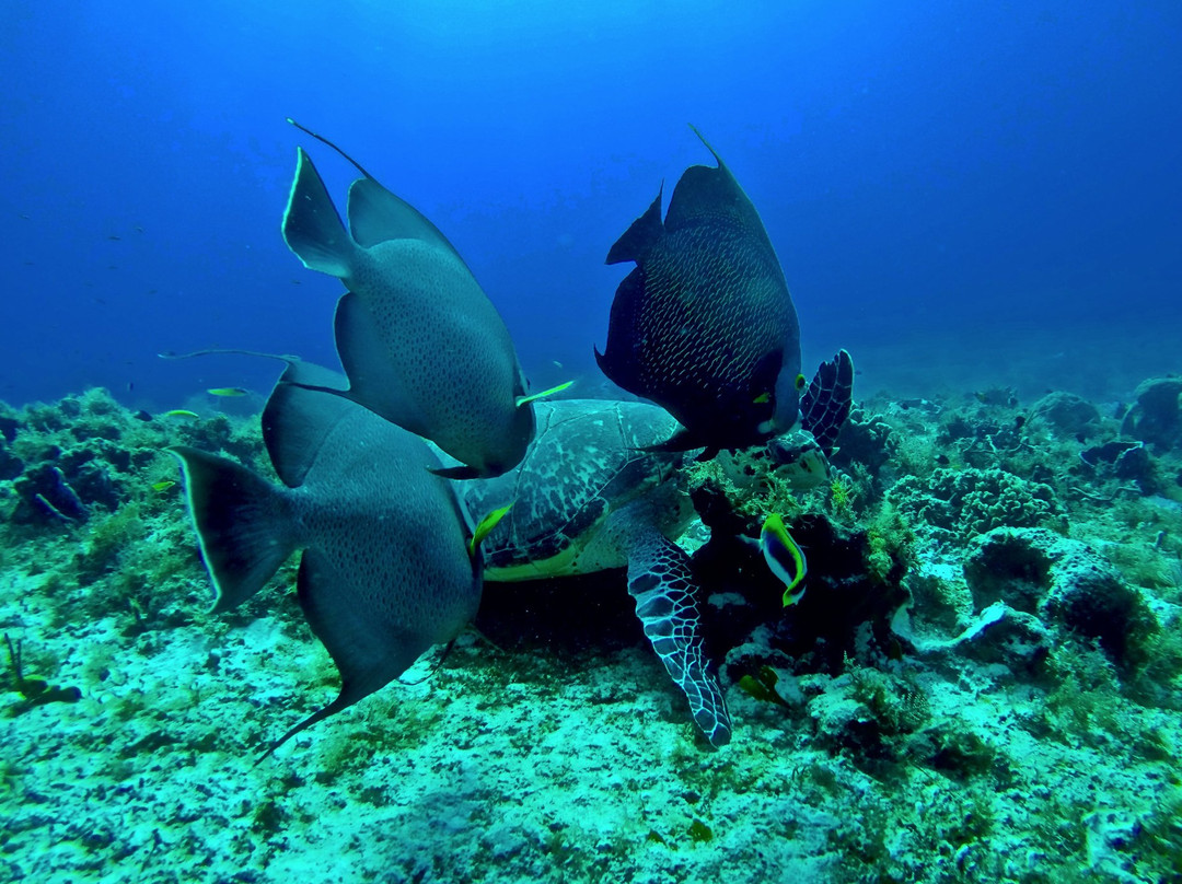 El Paso del Cedral Reef-考祖梅必去景点