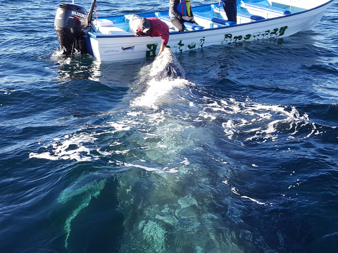 Magdalena Bay-下加利福尼亚州必去景点