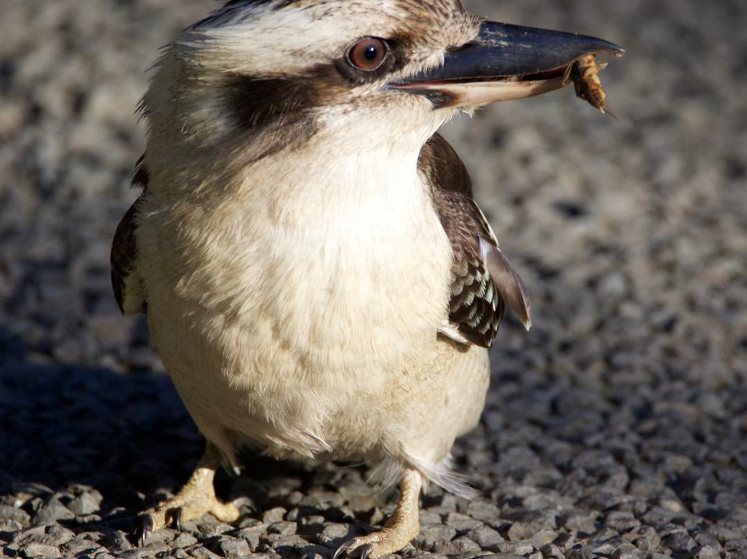 Follow That Bird-悉尼必去景点