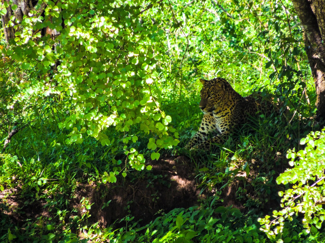 Nimsara Yala Safari景点图片
