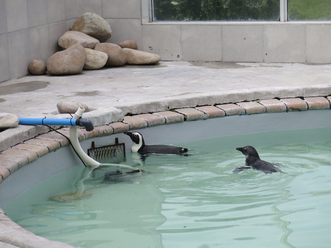 Sanccob Eastern Cape - Penguin Rehabilitation Center-Cape St Francis必去景点