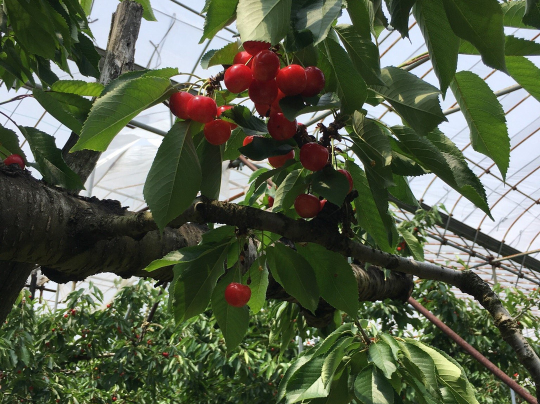 Sakuranbo Center-寒河江市必去景点