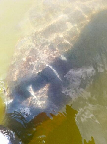 Action Water Sports-迈尔斯堡海滩必去景点