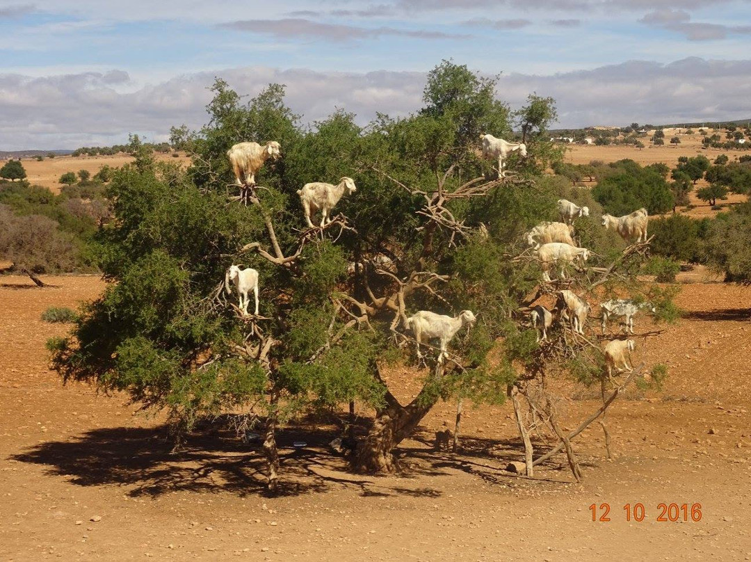 Morocco Easy Tours - Morocco Tours-马拉喀什必去景点