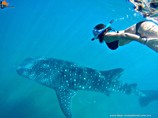 Baja Desconocida-拉巴斯必去景点