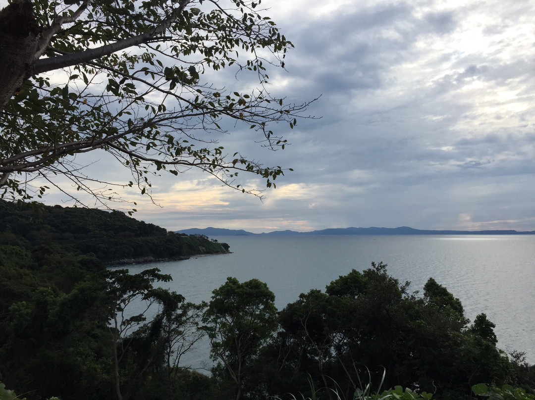 Cherry Blossom Trees along Yunoko Beach Road-水俣市必去景点