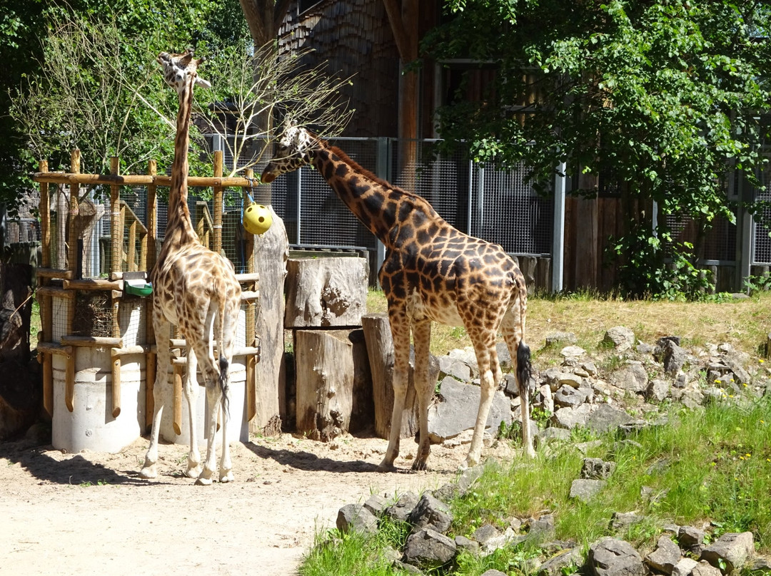 Riga Zoo景点图片