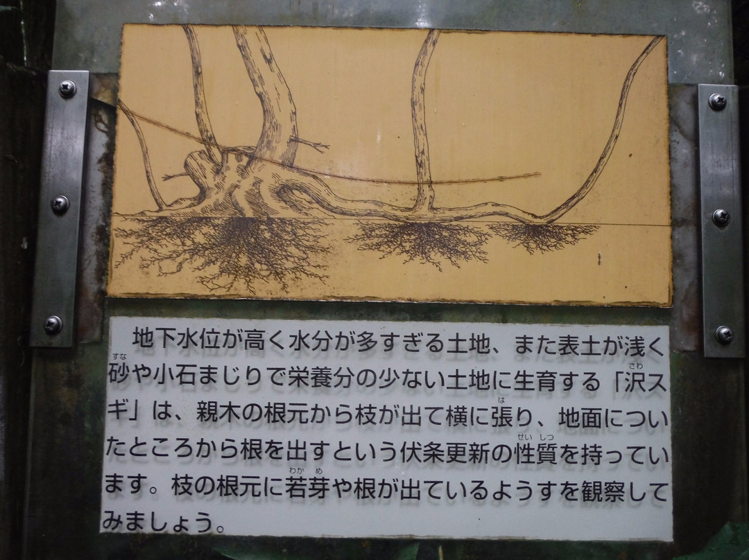 Sugisawa no Sawasugi-入善町必去景点