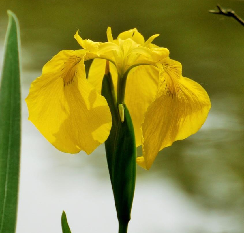 Fujisaki Shinrin Park-习志野市必去景点