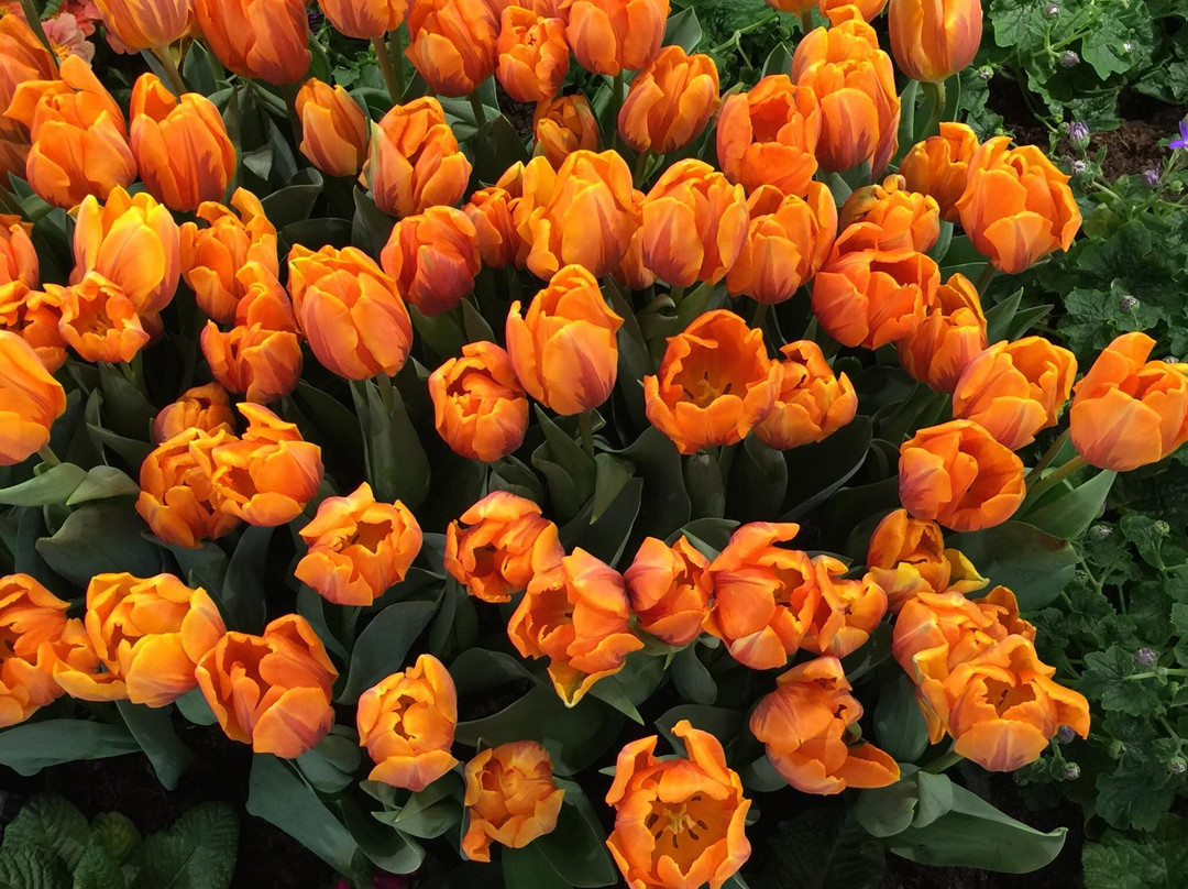 DEZ Einkaufszentrum-卡塞尔行政区必去景点