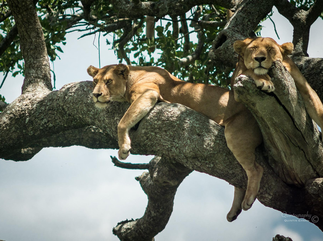 Serengeti Sons Safaris-阿鲁沙必去景点