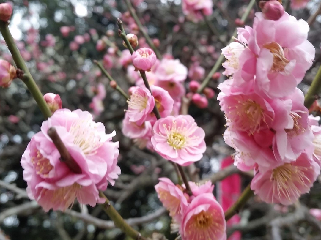 Okami Shrine-枚方市必去景点