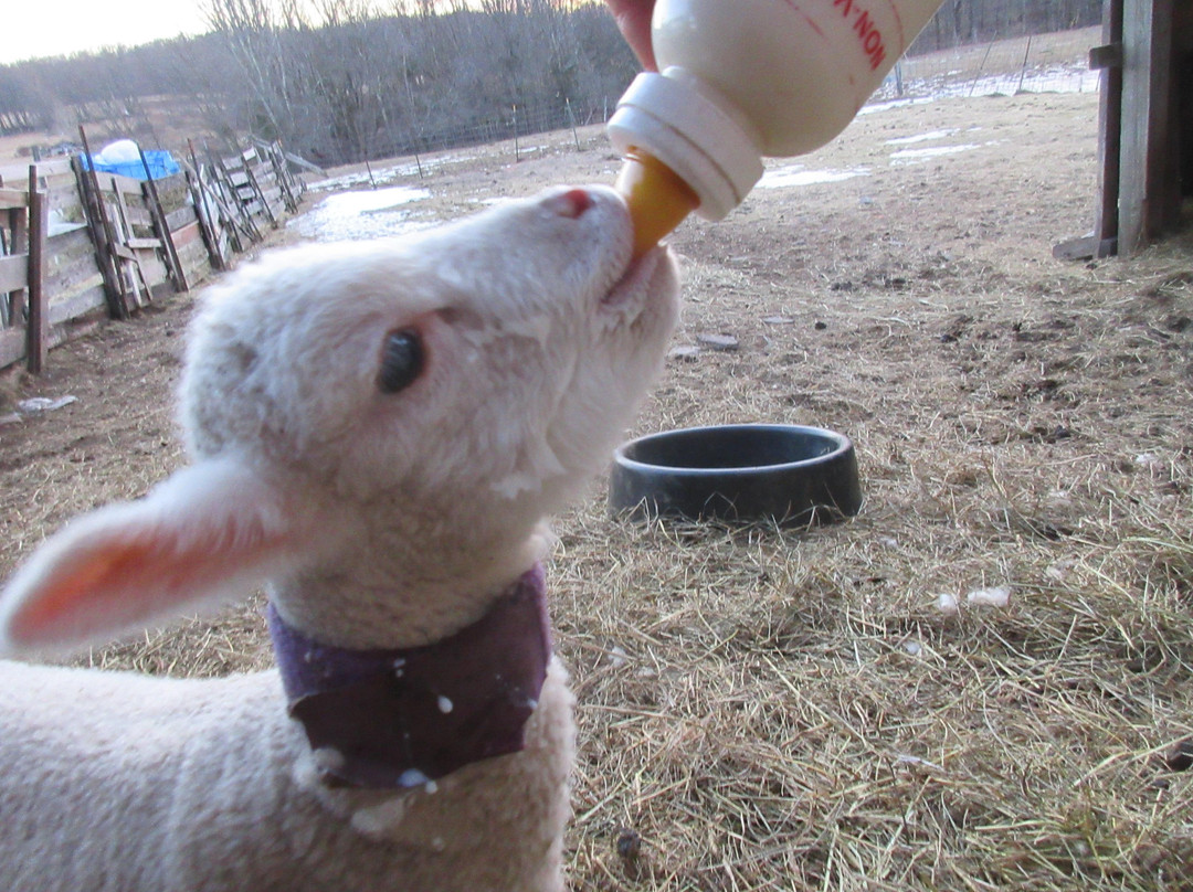 Apple Pond Farm Guesthouse主图