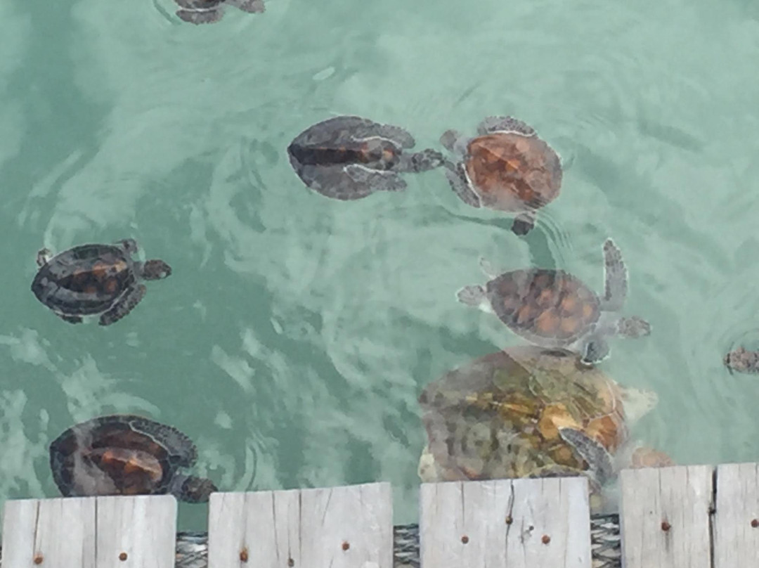 Tukik Babel Sea Turtle Hatchery-Sungailiat必去景点