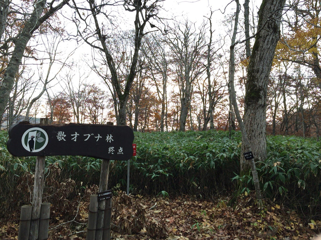Utasai Beech Forests-黑松内町必去景点