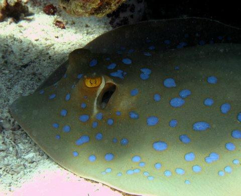 New Horizons Snorkel & Dive Centre-麦克尔斯菲尔德必去景点