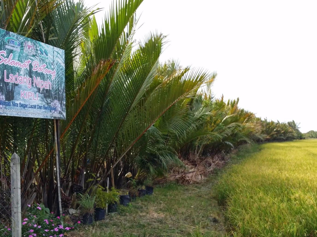 Ladang Nipah Kipli-Kuala Perlis必去景点