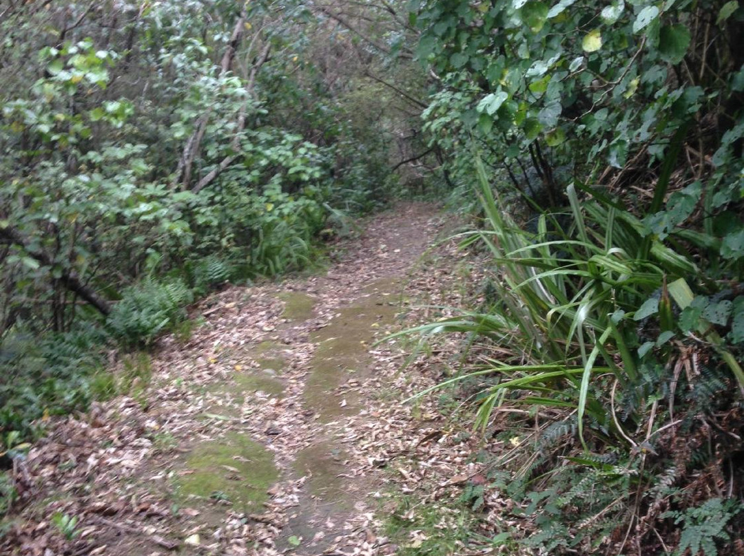 Tweedies Gully Track景点图片