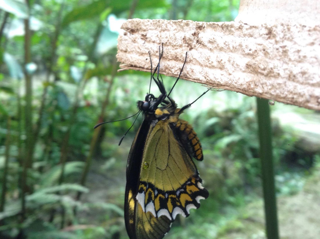 Mariposario De Machupicchu-温泉镇必去景点