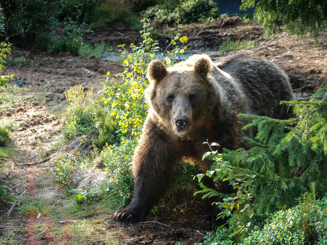 Boreal Wildlife Centre景点图片