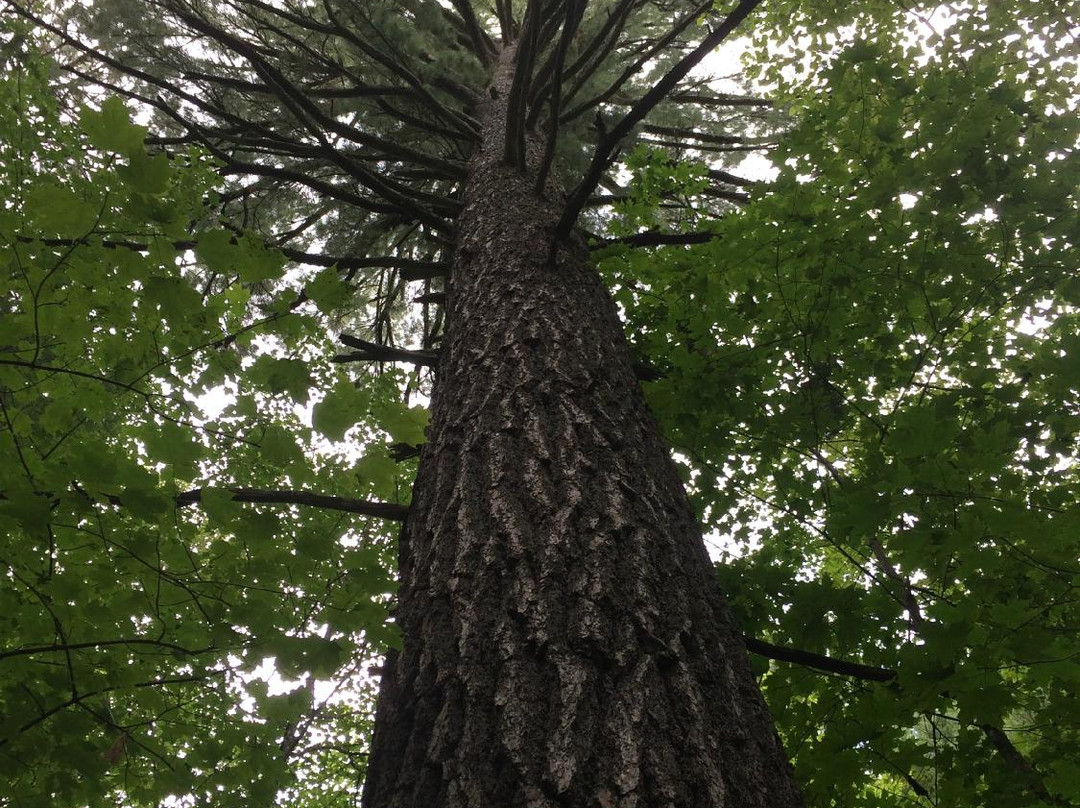 Chippewa National Forest-Cass Lake必去景点