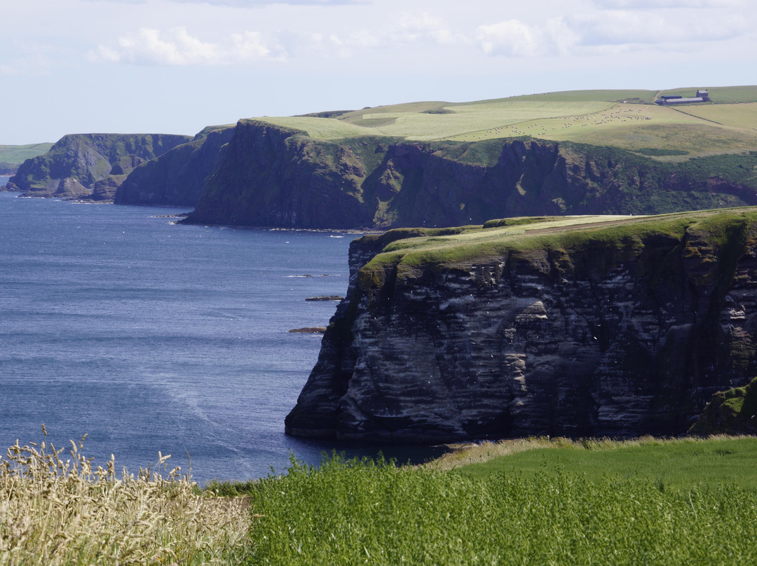 RSPB Troup Head Nature Reserve-Macduff必去景点