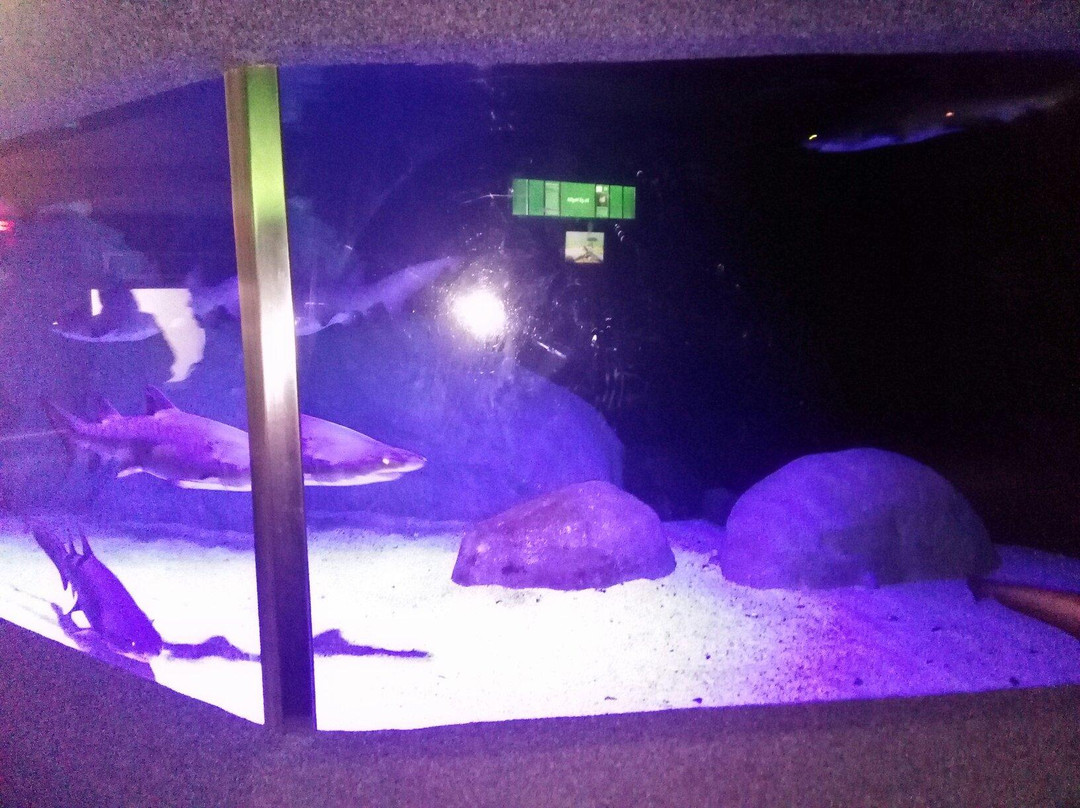 Two Oceans Aquarium-开普敦中心区必去景点