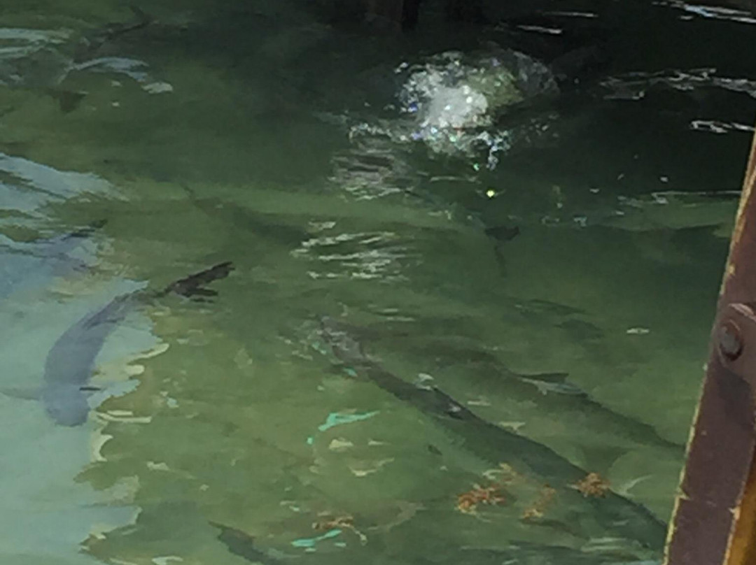 Robbie's Waverunners-伊斯拉摩拉达必去景点