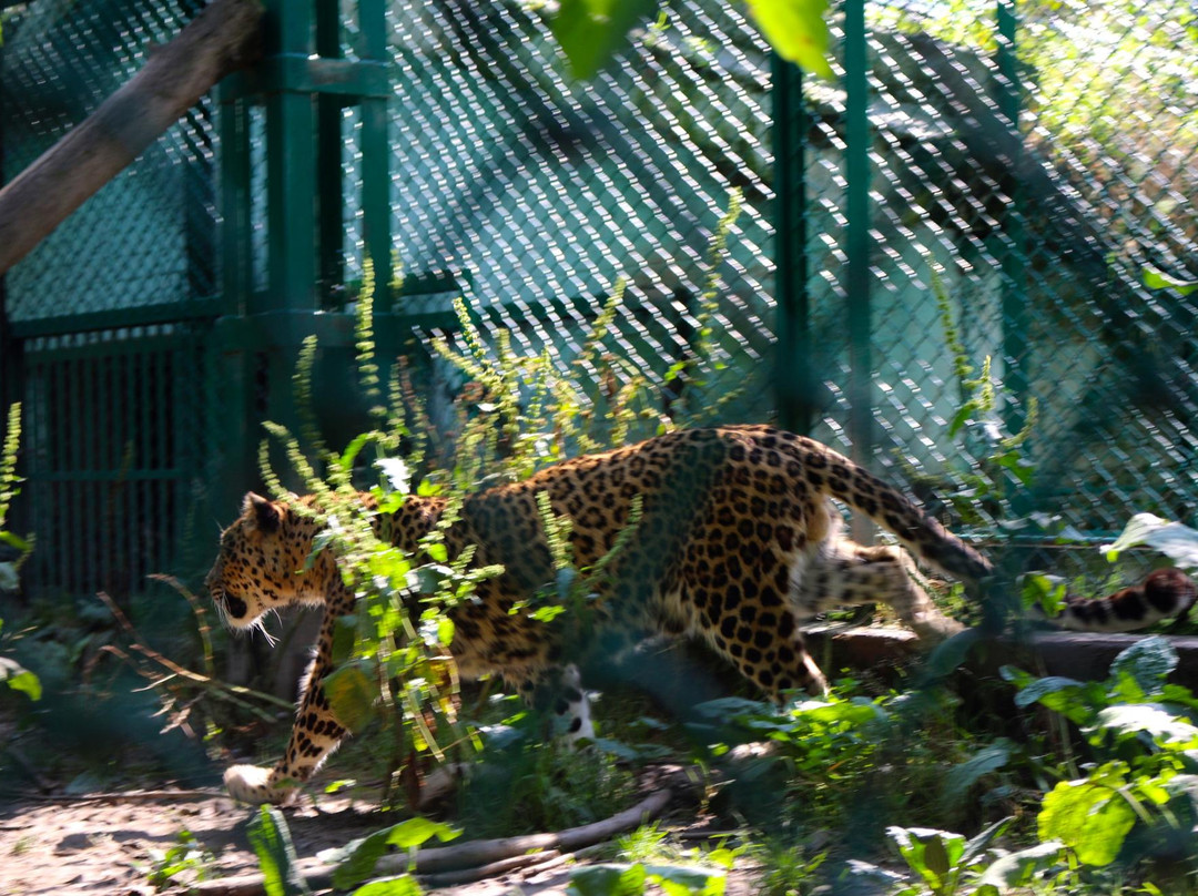 Dachigam Wildlife Sanctuary景点图片