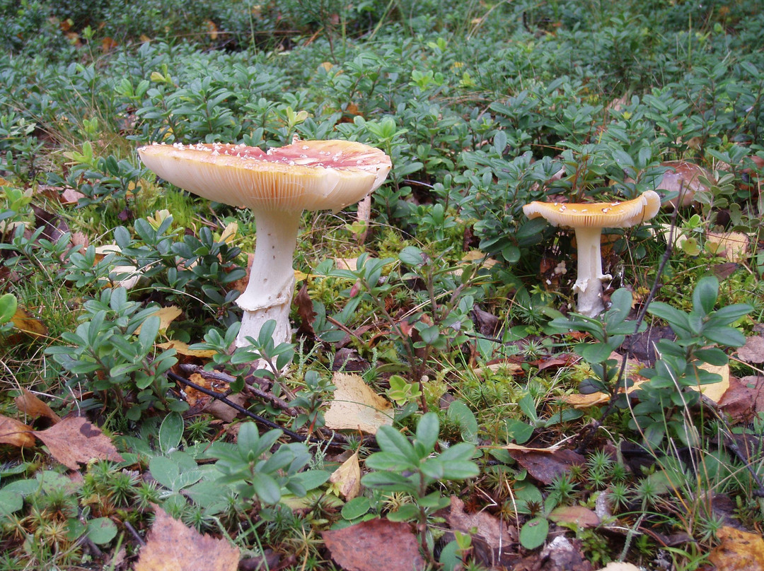 Bjornnasets naturreservat-Hultsfred必去景点