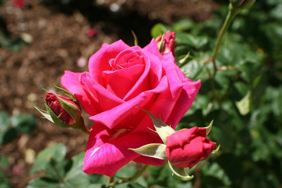 Patsy Durack's Rose Gardens景点图片