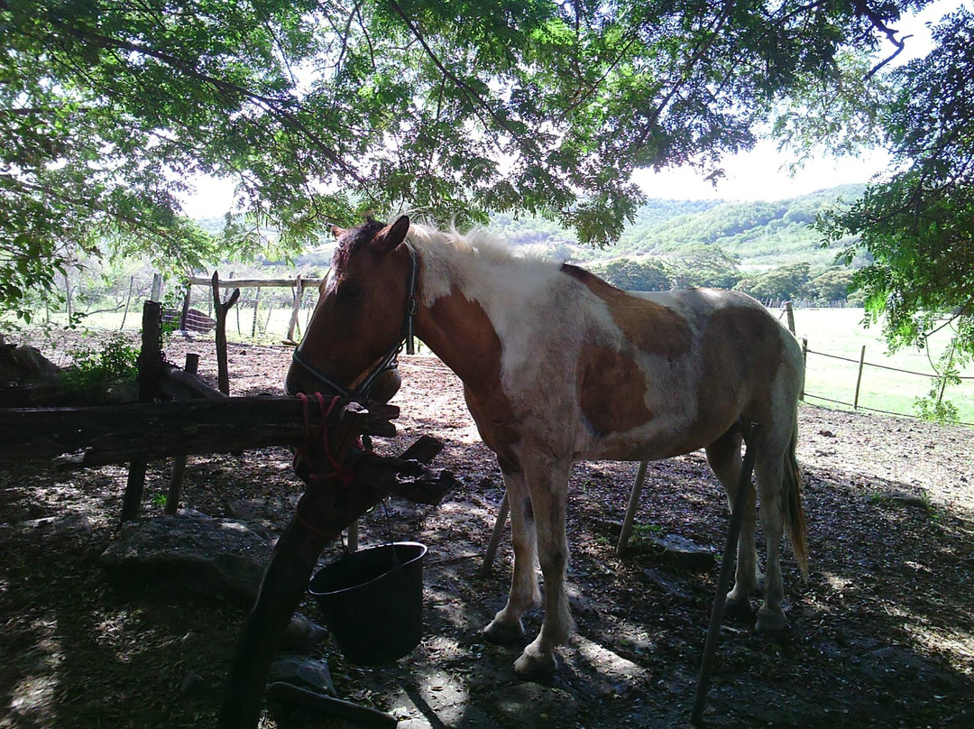 Ranch Anse Macabou-Le Vauclin必去景点