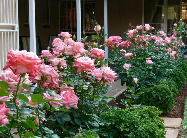 Olivia's Place主图