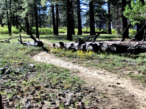 Wildcat Canyon Trail-锡安国家公园必去景点
