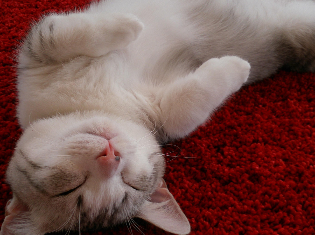 Cat Cafe Monta-Asakusa必去景点