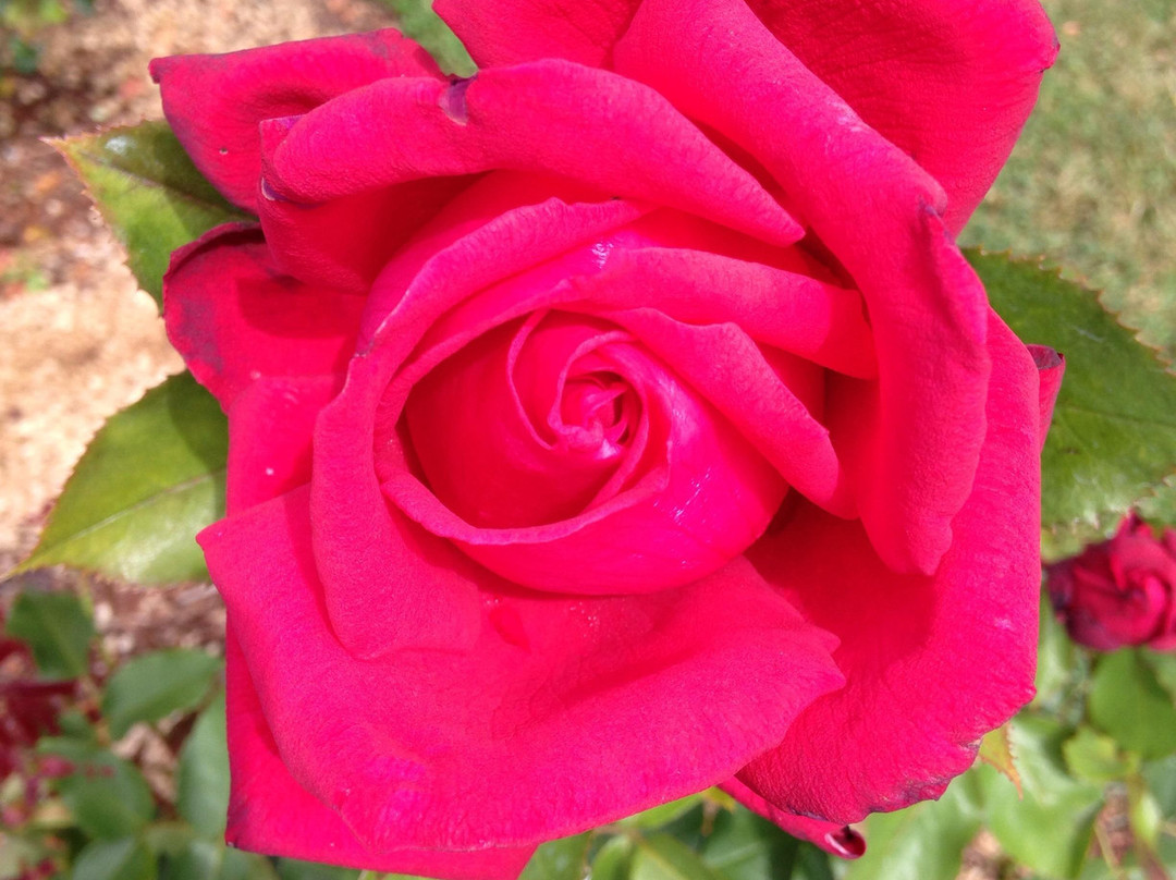 Owen Rose Garden-尤金必去景点