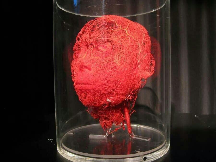 KORPERWELTEN Museum – Anatomie des Glücks-海德尔堡必去景点