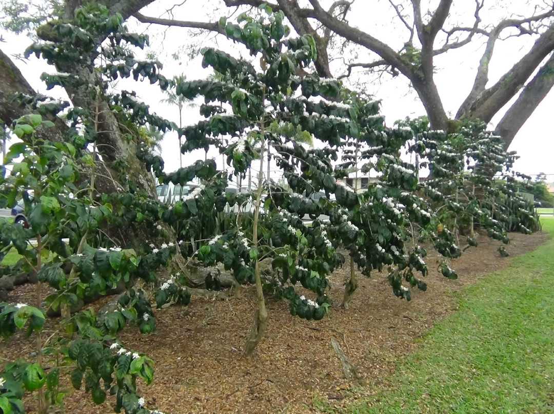 大岛糖果工厂-希洛必去景点