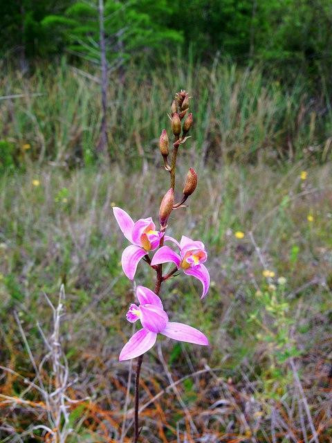 Linda's Stargazing Adventures-Lehigh Acres必去景点
