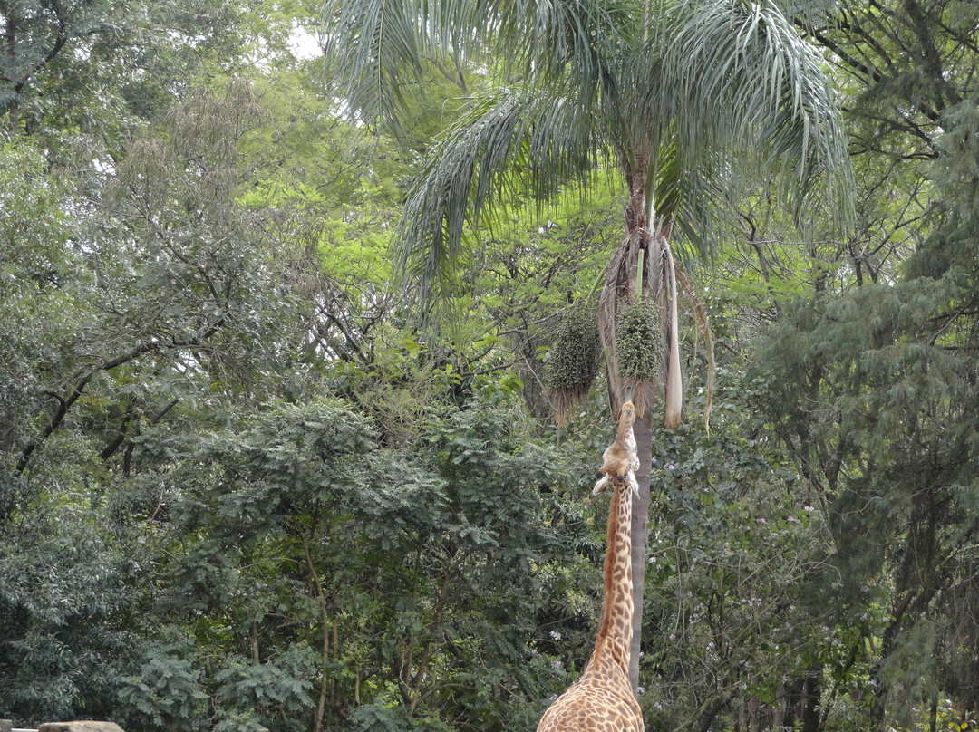 Zoologico de Americana-Americana必去景点