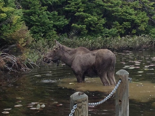 Pippy Park-圣约翰必去景点