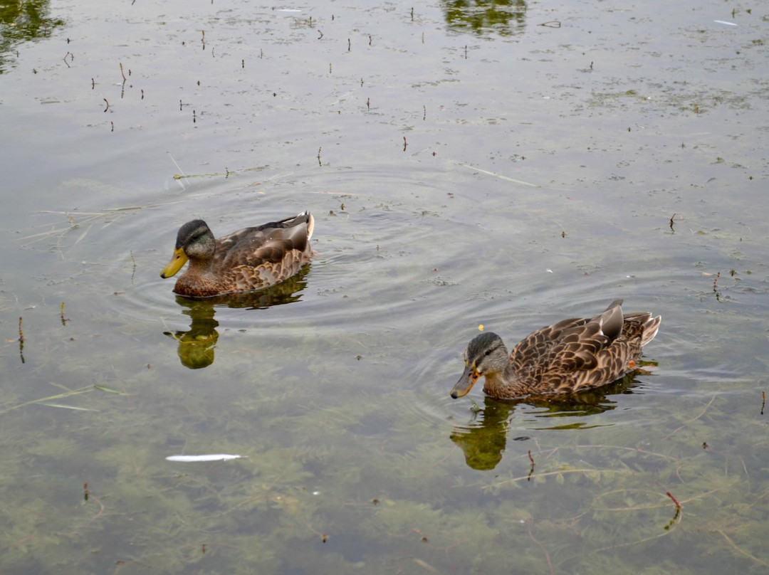 汉波湾公园-多伦多必去景点