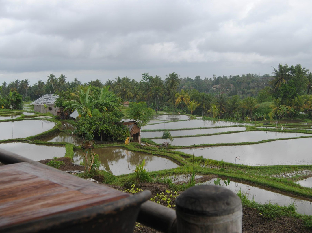 Bali Bird Walks-乌布必去景点